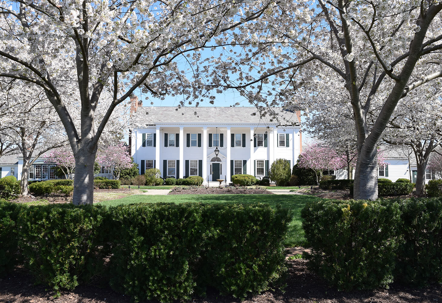 white blossoming trees in front of Marsh Mansion in spring