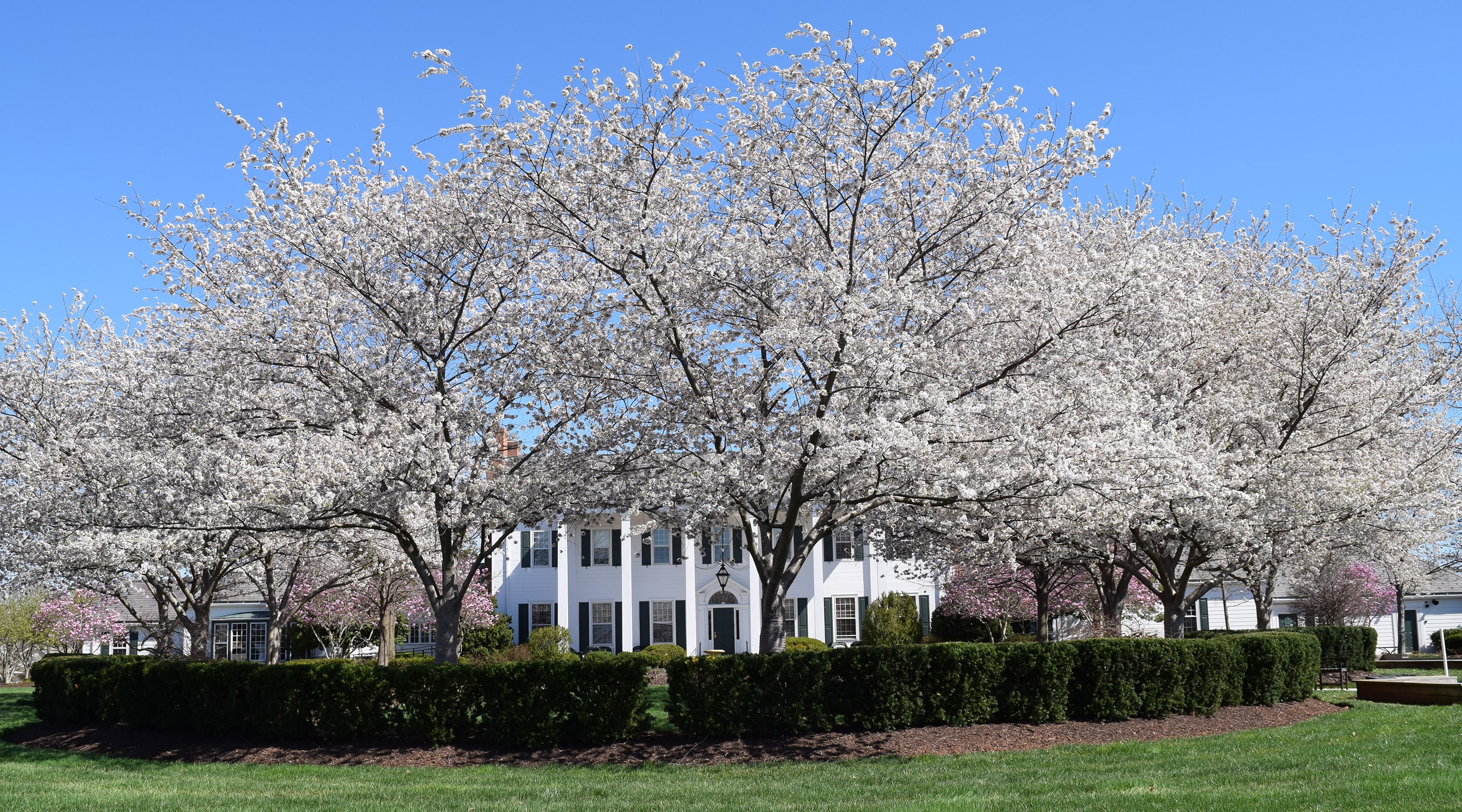 trees with white blossoms in front of Marsh Mansion